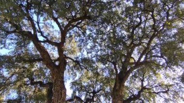 Napoli, Campania, İtalya - 17 Ocak 2022: Quercus Suber ya da Real Orto Botanico 'daki meşe ağacının dikey görünümü