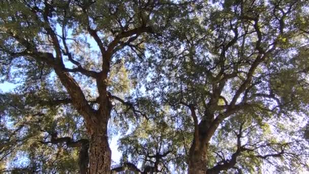 ナポリ カンパニア イタリア 2022年1月17日 リアルオルト ボタニコにおけるケルクスサバーまたはコルクオークの木の垂直概要 — ストック動画