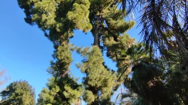 Neapel Kampanien Italien Januari 2022 Översikt Över Ett Pinus Canariensis — Stockvideo