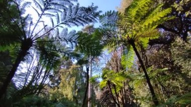 Napoli, Campania, İtalya - 19 Ocak 2022: Real Orto Botanico 'daki eğreltiotlarına genel bakış