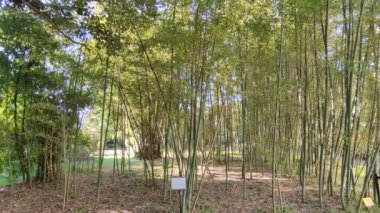 Napoli, Campania, İtalya - 19 Ocak 2022: Real Orto Botanico 'daki Bambusa Mitis bambu koruluğuna bakış
