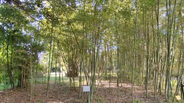 イタリア カンパニア州ナポリ 2022年1月19日 リアルオルト ボタニコにおけるバンブサ ミティス 竹の林の概要 — ストック動画