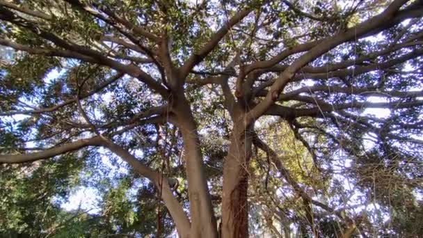 Napels Campanië Italië Januari 2022 Overzicht Van Een Ficus Magnolioide — Stockvideo