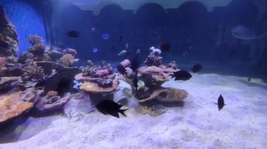 Napoli, Campania, İtalya - 25 Şubat 2022: Villa Comunale 'deki Anton Dohrn Zooloji İstasyonu' nun akvaryumunda balıklar