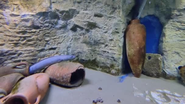 意大利那不勒斯 坎帕尼亚 2022年2月25日 位于Villa Comunale的Anton Dohrn动物站的水族馆中的康杰鱼 — 图库视频影像