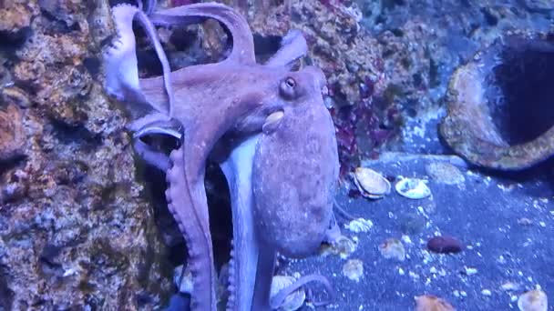 意大利那不勒斯 坎帕尼亚 2022年2月25日 位于Villa Comunale的Anton Dohrn动物站水族馆中的章鱼 — 图库视频影像