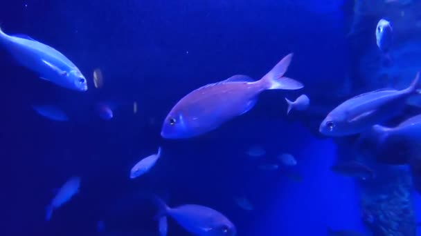 イタリア カンパニア州ナポリ 2022年2月25日 ヴィラ コムナーレのアントン ドーン動物園駅の水族館での魚 — ストック動画