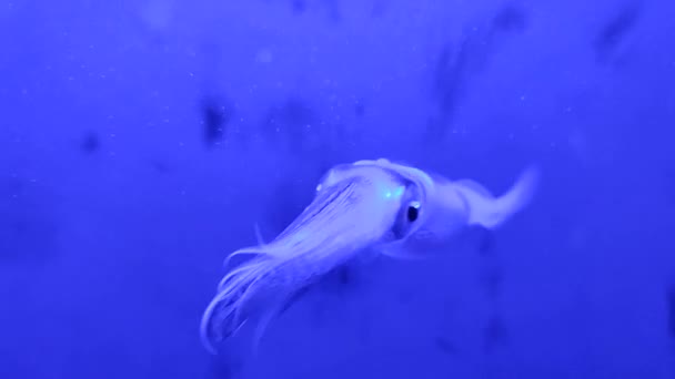 Naples Campania Italy February 2022 Cuttlefish Aquarium Anton Dohrn Zoological — Stock Video