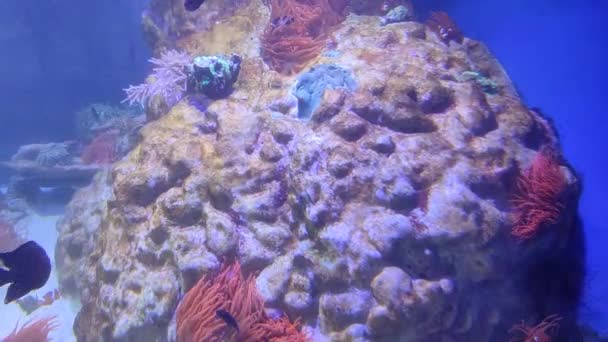 Napoli Campania Italia Febbraio 2022 Anemone Marino Nell Acquario Della — Video Stock