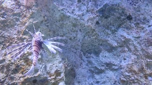 Neapel Kampanien Italien Februari 2022 Lejonfisk Akvariet Anton Dohrns Zoologiska — Stockvideo