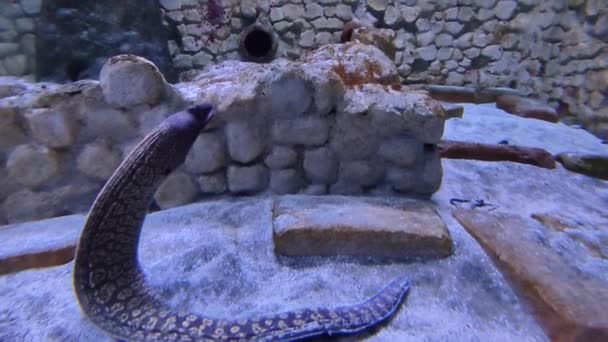 意大利那不勒斯 坎帕尼亚 2022年2月25日 位于Villa Comunale的Anton Dohrn动物站水族馆的Moray鳗鱼 — 图库视频影像