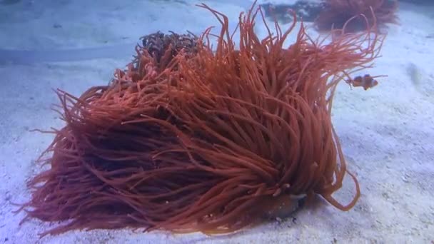 Naples Campania Italy February 2022 Sea Anemone Aquarium Anton Dohrn — Stock Video