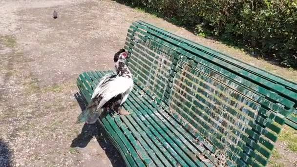 Naples Campania Italy March 2022 Muscovy Duck Musky Duck Bench — Stock Video