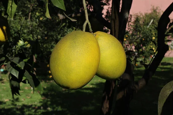 Neapol Kampania Włochy Stycznia 2022 Drzewo Pomelo Lub Citrus Grandis — Zdjęcie stockowe