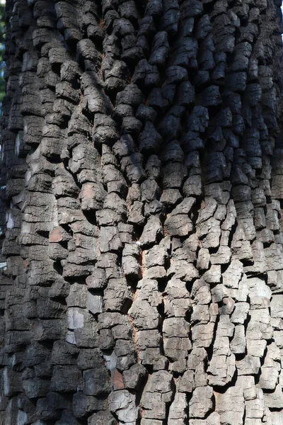 Неаполь Кампания Италия Января 2022 Года Лотосное Дерево Диоспирос Виргиниана — стоковое фото