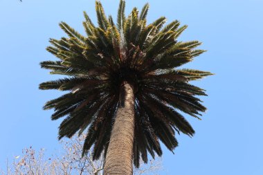 Napoli, Campania, İtalya - 19 Ocak 2022: Kanarya Adası Palmiye Ağacı, veya Phoenix Canariensis, 19. yüzyıl Real Orto Botanico di Napoli