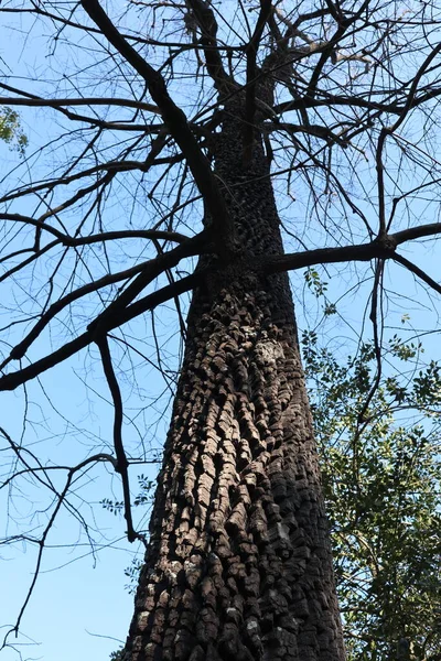 Nápoles Campania Itália Janeiro 2022 Lotus Tree Diospyros Virginiana Século — Fotografia de Stock