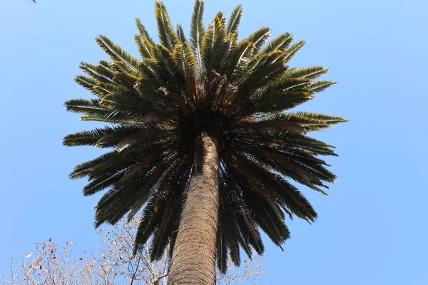 Napoli, Campania, İtalya - 19 Ocak 2022: Kanarya Adası Palmiye Ağacı, veya Phoenix Canariensis, 19. yüzyıl Real Orto Botanico di Napoli