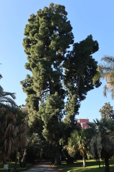 Napoli, Campania, İtalya - 19 Ocak 2022: Kanarya Çam Ağacı, veya Pinus Canariensis, 19. yüzyıl Real Orto Botanico di Napoli