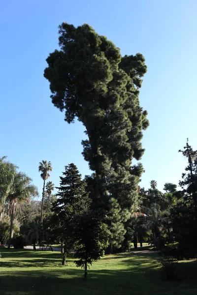 Napoli, Campania, İtalya - 19 Ocak 2022: Kanarya Çam Ağacı, veya Pinus Canariensis, 19. yüzyıl Real Orto Botanico di Napoli