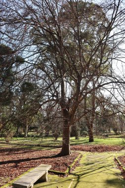 Napoli, Campania, İtalya - 19 Ocak 2022: 19. yüzyıl Real Orto Botanico di Napoli Yolu