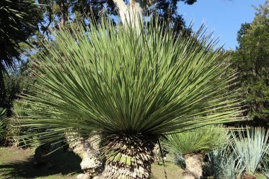 Napoli, Campania, İtalya - 19 Ocak 2022: 19. yüzyılda Dasylirion Glaucophyllum Bitkisi Gerçek Orto Botanico di Napoli