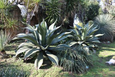 Napoli, Campania, İtalya - 19 Ocak 2022: 19. yüzyılda kurulan Gerçek Orto Botanico di Napoli