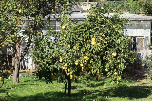 Neapel Kampanien Italien Januari 2022 Cederträ Eller Citrus Medica 1800 — Stockfoto