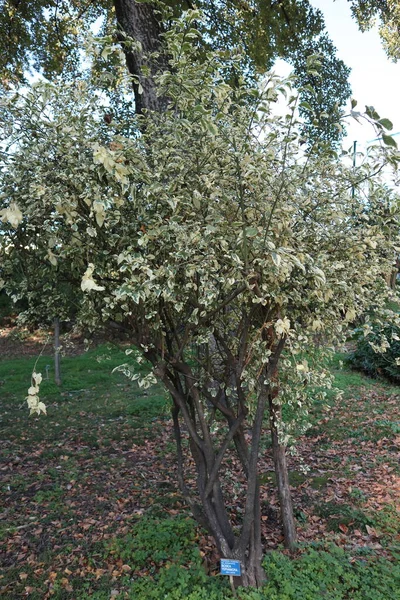 Naples Campania Italy January 2022 Canarian Bosea Plant Bosea Yervamora — Stock Photo, Image