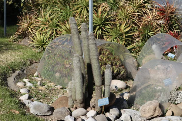 那不勒斯 坎帕尼亚 2022年1月19日 19世纪意大利皇家植物园 Real Orto Botanico Naples 的Cleistocactus Strausii工厂 — 图库照片