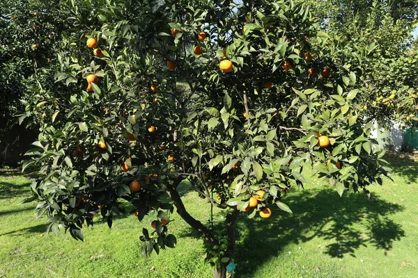 Neapol Kampania Włochy Stycznia 2022 Drzewo Pomarańczowe Lub Citrus Sinensis — Zdjęcie stockowe