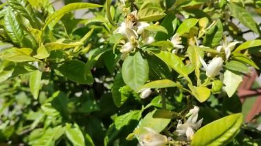Benevento, Campania, Italy - May 1, 2022: Bee on orange flowers