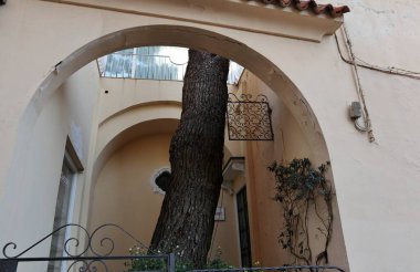 Capri, Campania, İtalya - 13 Mart 2022 Via Federico Serena 'da bir evin avlusundaki çam ağacı