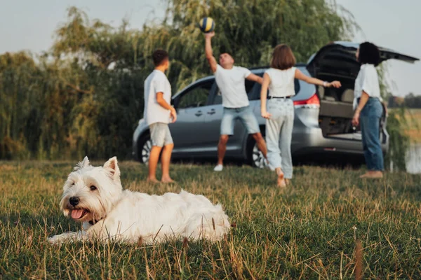 West Highland White Terrier Dog układanie na trawie na tle czterech członków rodziny bawiącej się piłką, Weekend Road Trip na samochód Minivan — Zdjęcie stockowe