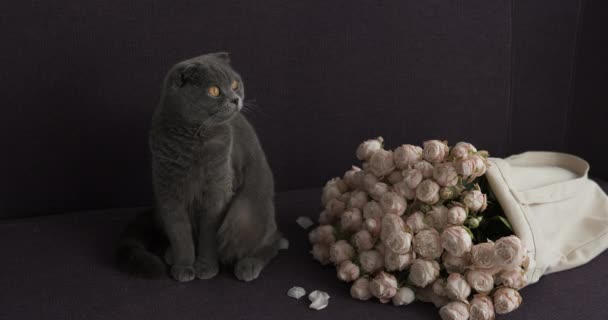 장미 꽃의 커다란 부케 근처의 소파에 앉아 있는 스코티시폴드 고양이 — 비디오