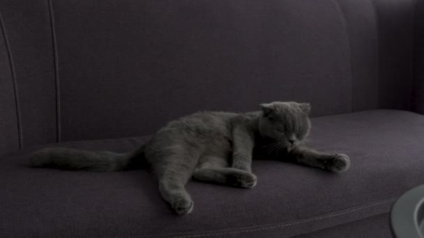 スコティッシュ フォルド キャットはソファに横たわり ペットはリラックスする — ストック動画
