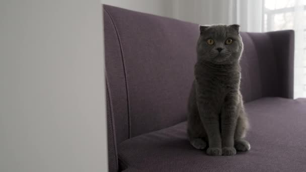 スコットランドの猫はソファに座って ホームペットはリラックスしてカメラを見て スペースをコピーします — ストック動画