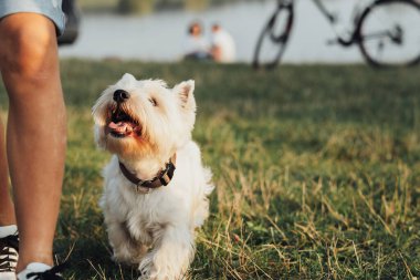 Pet West Highland Beyaz Teriyer Köpeği Sahibi takip ediyor, anlaşıldı.