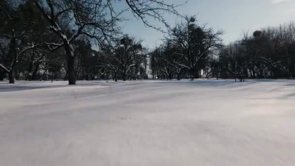 Drone Flight Forward Snow Covered Garden Nära Mark Och Träd — Stockvideo