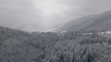 Karpatya Dağları 'ndaki Karpatlar' da Karla Kaplanmış Ağaçlarla Donmuş Ormanın Hava Görüntüsü