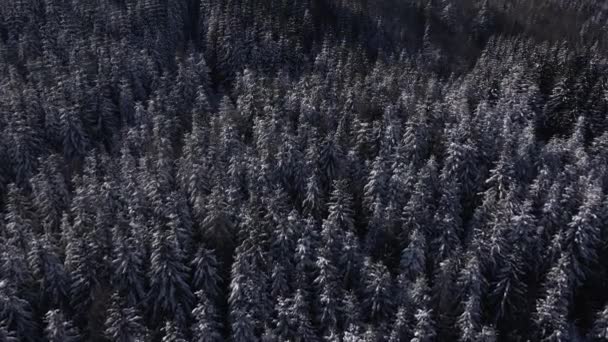 Winter Wald Schnee Karpaten Kiefern Landschaft Luft Drohne Video — Stockvideo