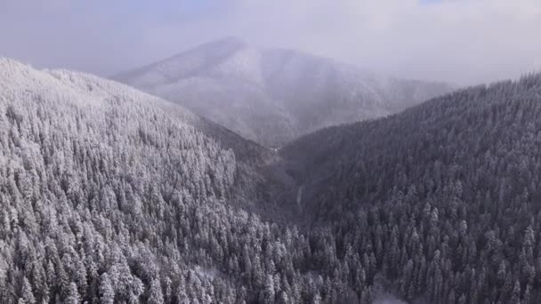 Luftaufnahme Von Gefrorenem Wald Mit Schneebedeckten Bäumen Winter Den Karpaten — Stockvideo