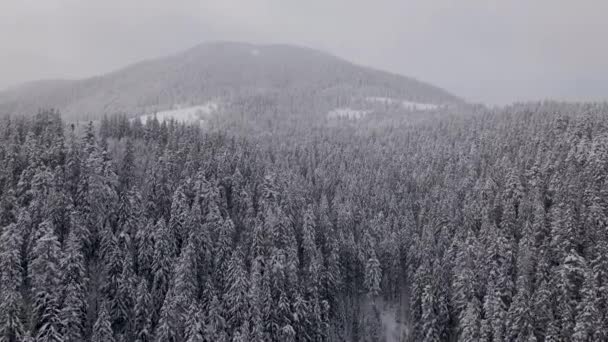 Luftaufnahme Von Gefrorenem Wald Mit Schneebedeckten Bäumen Winter Den Karpaten — Stockvideo