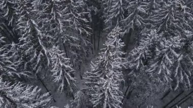 Kış Ormanı Karpatlar Çam Ağaçları Hava 4K İnsansız Hava Aracı Videosu