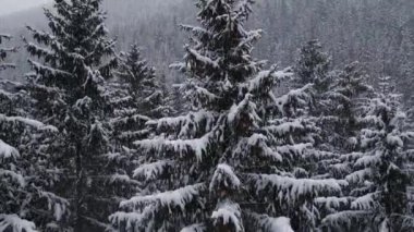 Kış Ormanı Karpatlar Çam Ağaçları Hava 4K İnsansız Hava Aracı Videosu