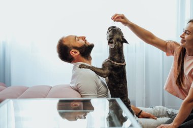 Cheerful Woman and Man Having Fun Time with Their Pet French Bulldog at Home