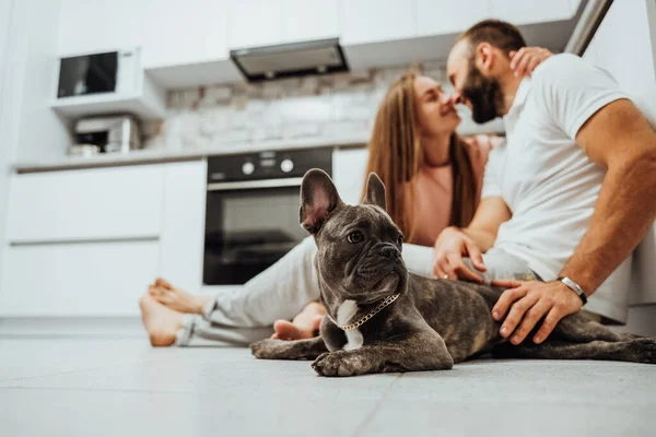 French Bulldog Laying on the Floor at Kitchen, Happy Dogs Owners Man and Woman Kissing on Background at Home