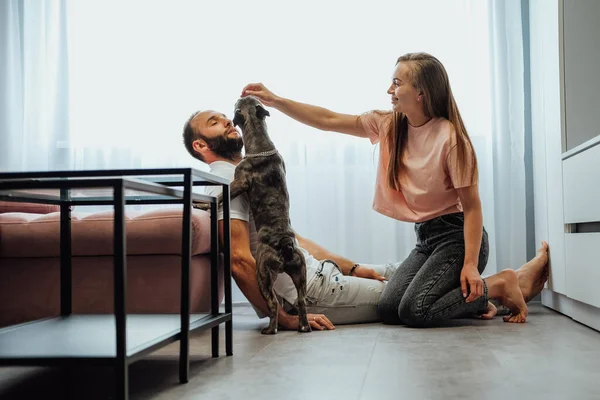 Cheerful Woman Man Having Fun Time Pet French Bulldog Home — 图库照片