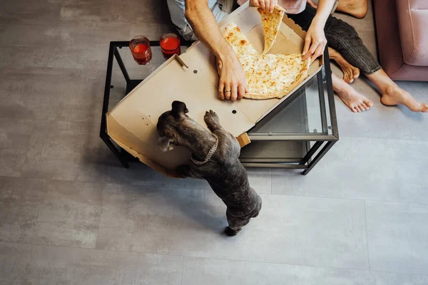 Unrecognisable Man Woman Eating Pizza Pet Dog French Bulldog Golden — Stockfoto