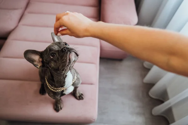 French Bulldog with Golden Chain Sitting on Pink Sofa and Looking Up Impatiently, Small Dog Waiting for Food